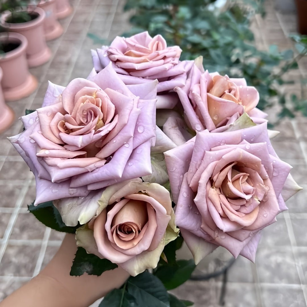 Amnesia Rose Plant|失忆 image 9