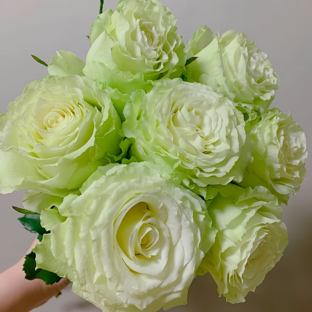 Moonstone Rose Plant|月光石 image 2
