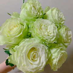 Moonstone Rose Plant|月光石 image 2