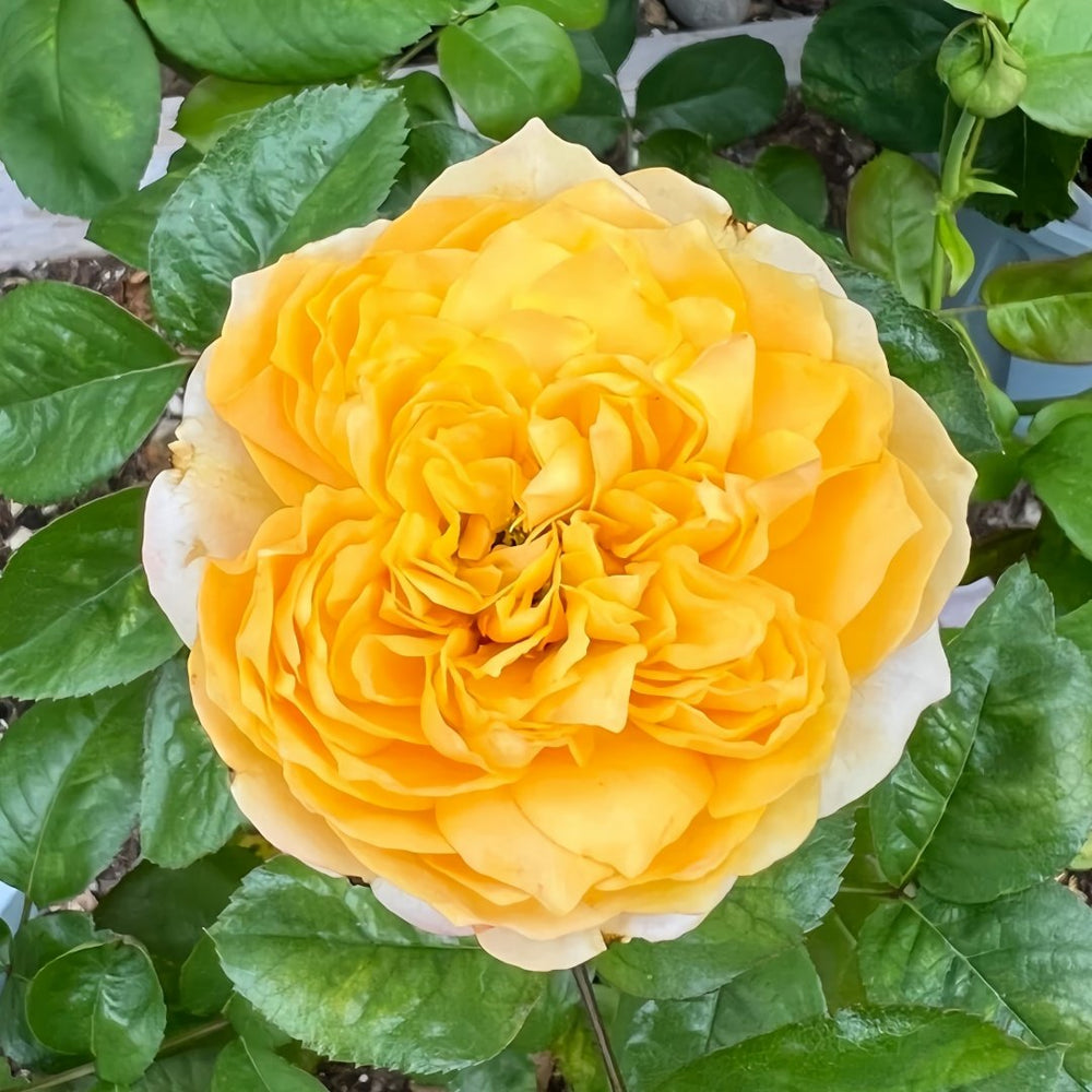 Golden Vuvuzela Rose Plant｜金色珊瑚心 image 1