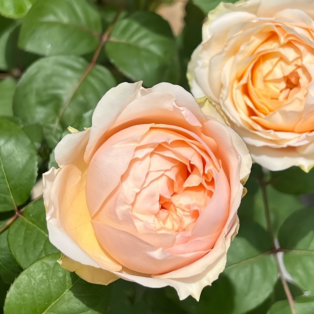Teresa Rose Gulya Rose Plant｜特蕾莎 image 4