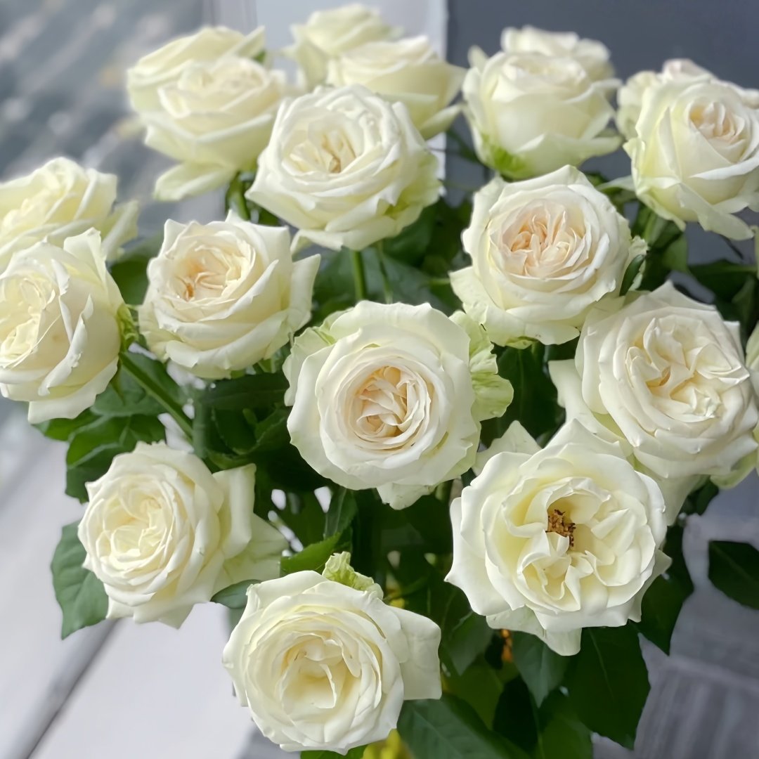 Blanche Elegance Rose Plant|白荣耀 image 4