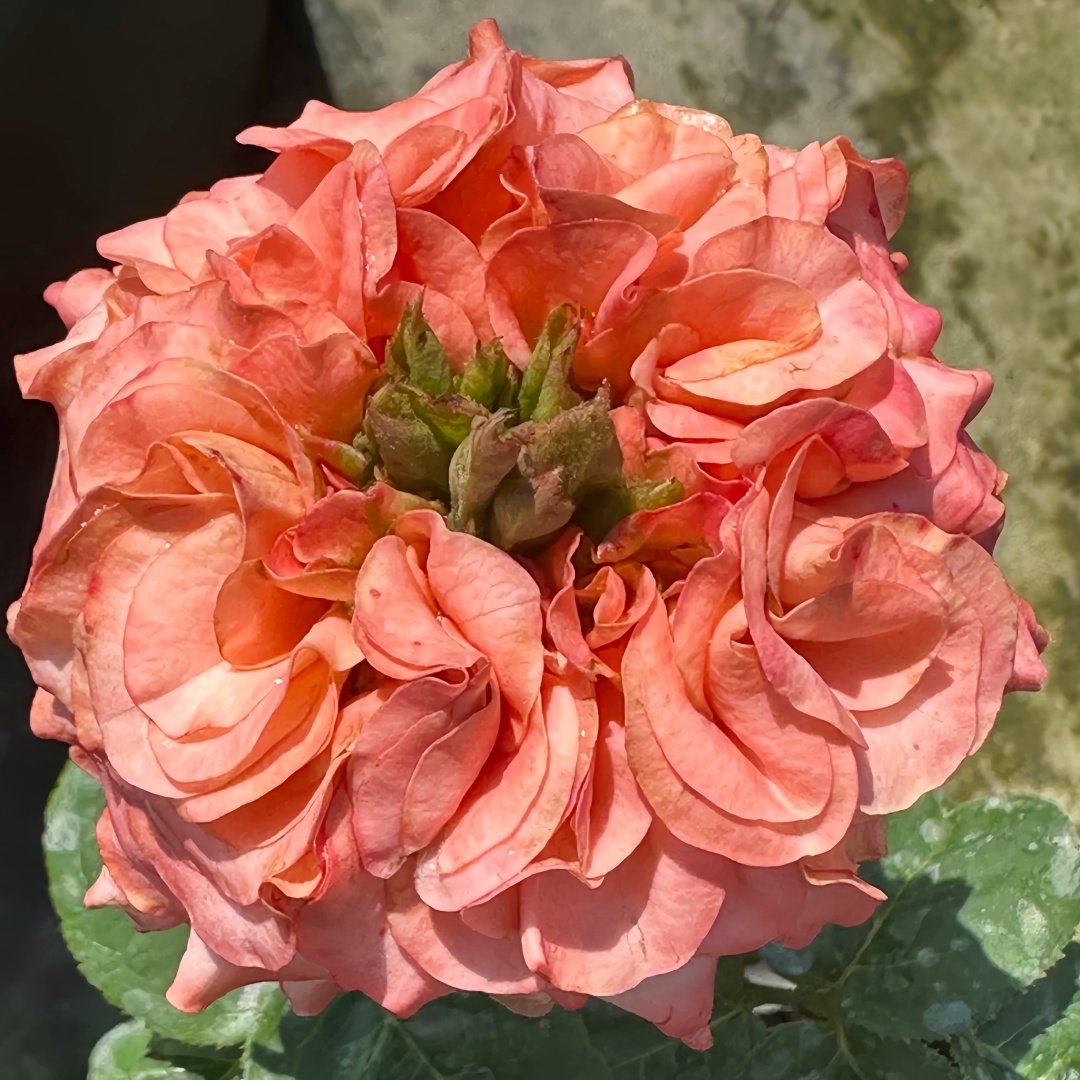 New Design Rose Plant|新设计 image 5