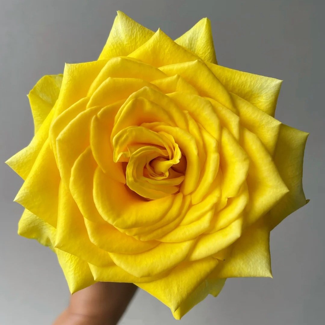 Canary Rose Plant|金丝雀 image 1