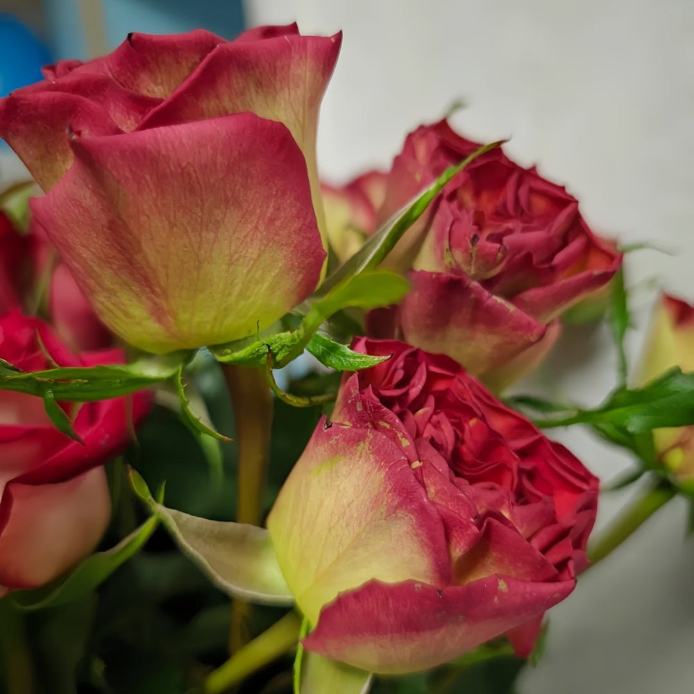 Norwegian Forest Rose Plant|挪威森林 image 4