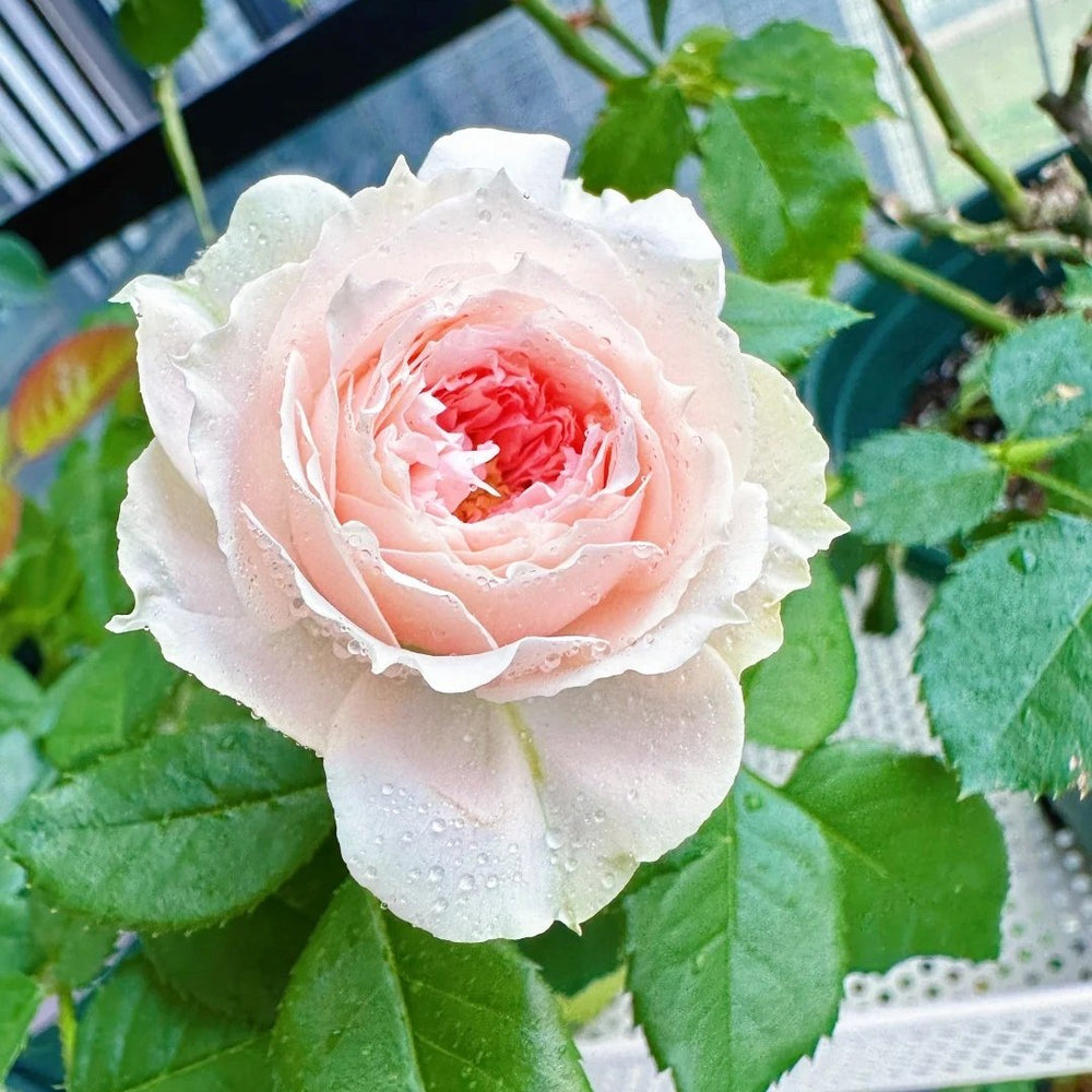 Pompom Verand Rose Plant｜门廊绒球 image 1