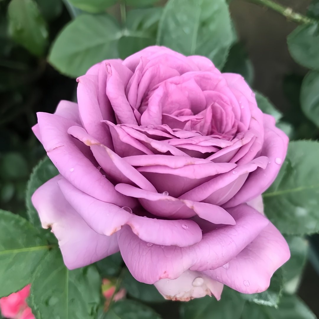 Kinda Blue Rose Plant｜微蓝 image 1