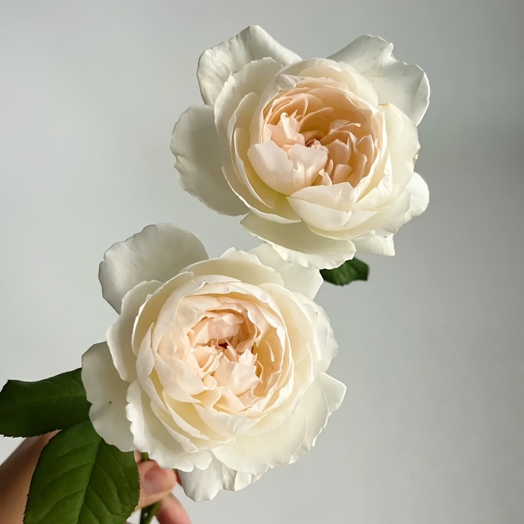 Kashou Rose Plant|华宵 image 4