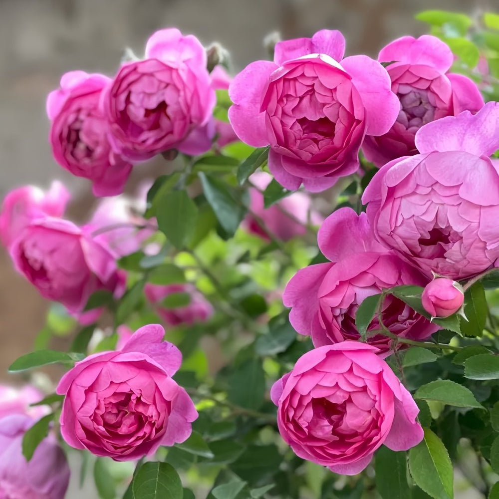 Royal Jubilee Rose Plant| 皇家庆典 image 4