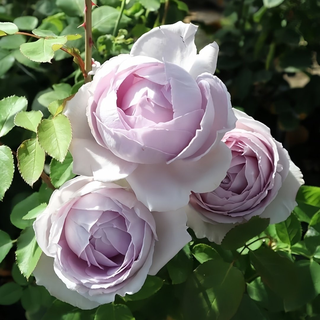 Madam Kayoko Rose Plant|紫色故事 image 3