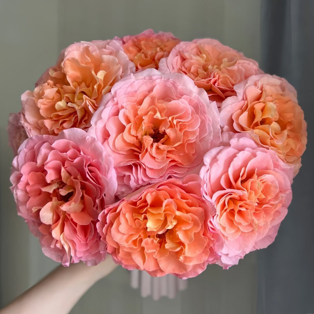 Augusta Luise Rose Plant| 奥古斯塔路易斯 image 3