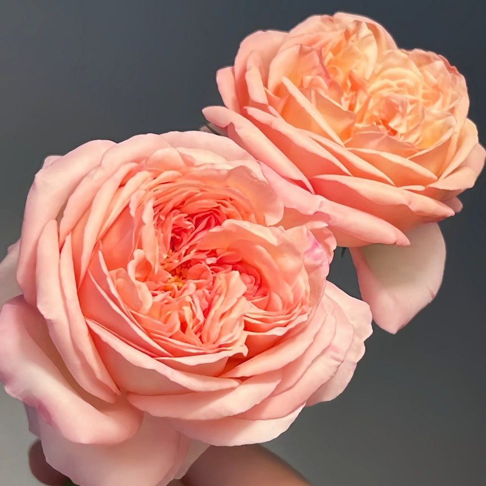 Aube Rose Plant｜破晓 image 6