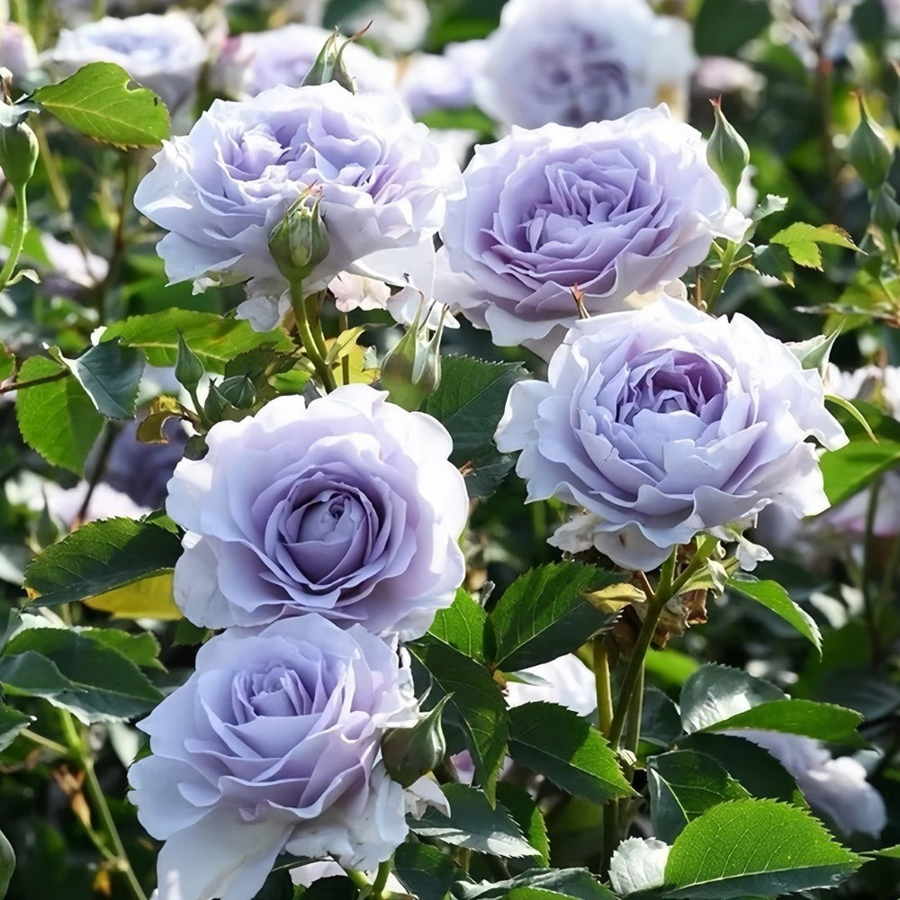 Qise rose plant｜霁色 image 6