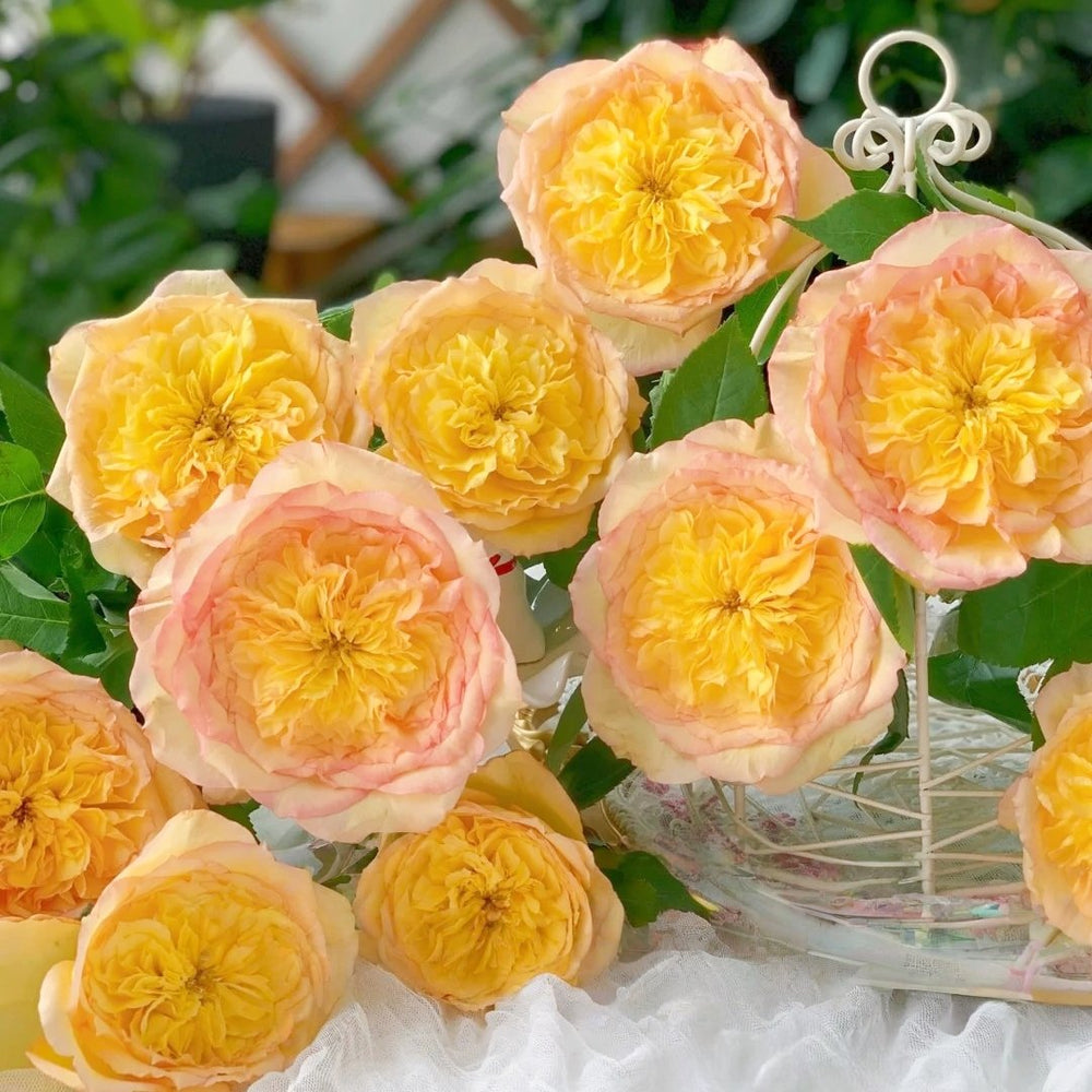 Henri Delbard Rose Plant|橘子酱 image 7
