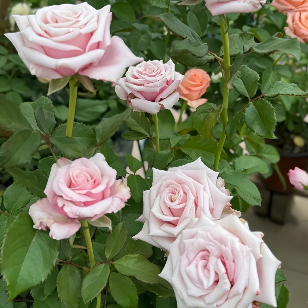 Lady Raphaela Rose Plant｜珍珠项链 image 5