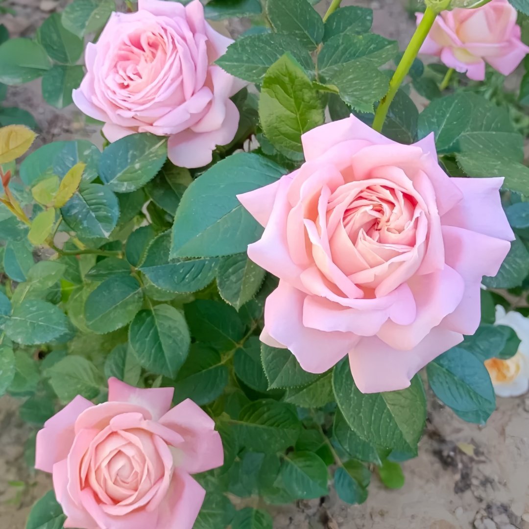 Amazing Grace Rose Plant ｜天赐恩宠 image 9