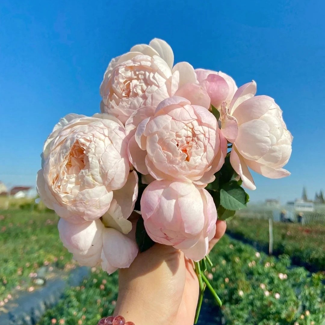 Lapin Rose Plant|小兔子 image 7