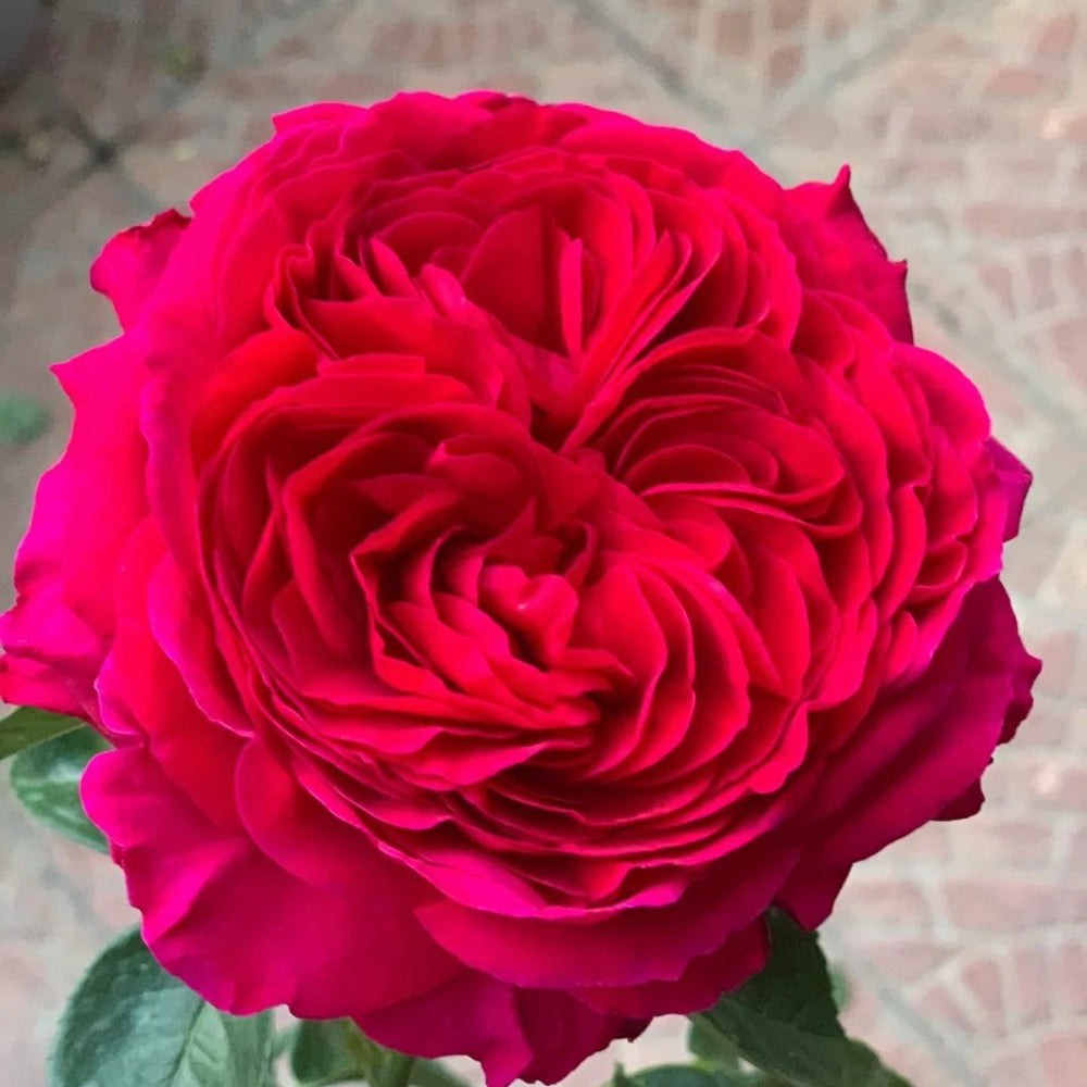 Marietta Rose Plant|玛丽叶塔 image 2