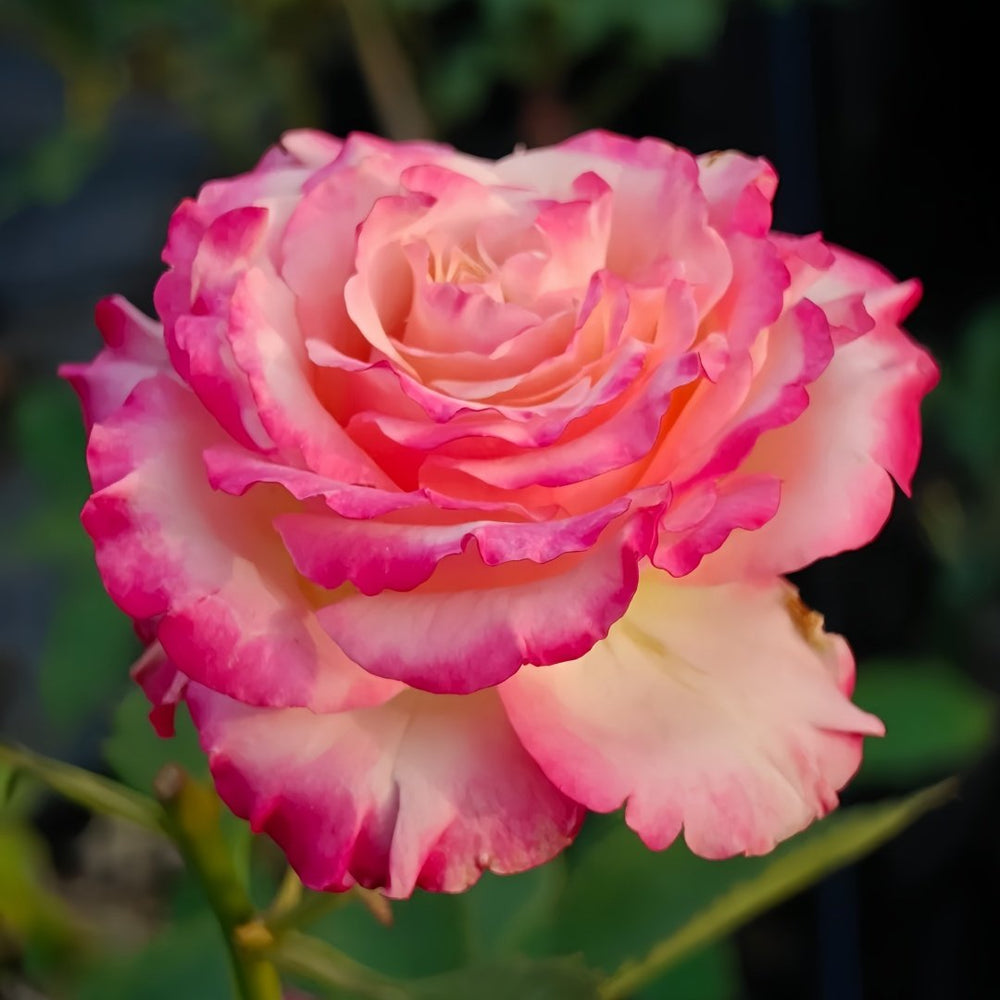 Memphis Rose Plant|梦菲斯 image 7