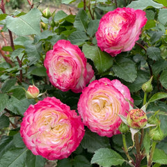 Chuzhuang Rose Plant|‌初妆 image 3