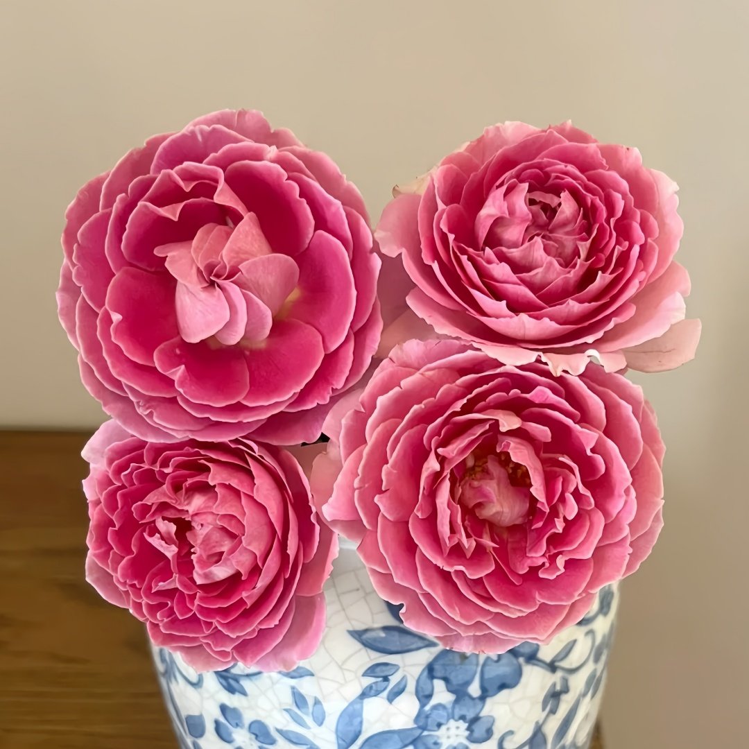 Fancy Rufle Rose Plant｜梦幻折边 image 8