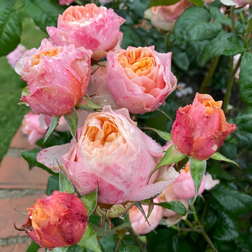 Vuvuzela Rose Plant|温柔珊瑚心 image 9
