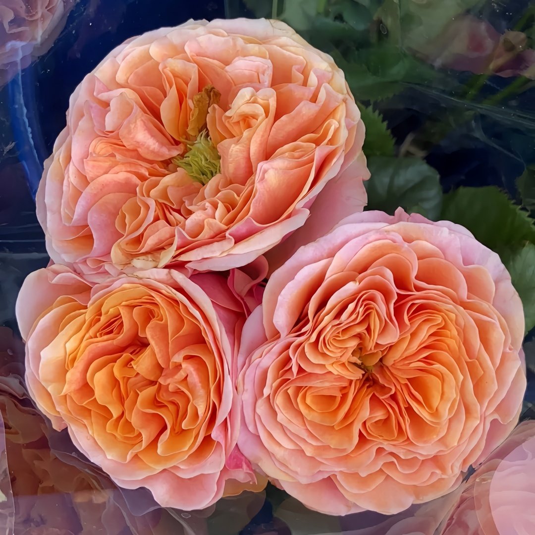 South Park Rose Plant｜南方公园 image 4