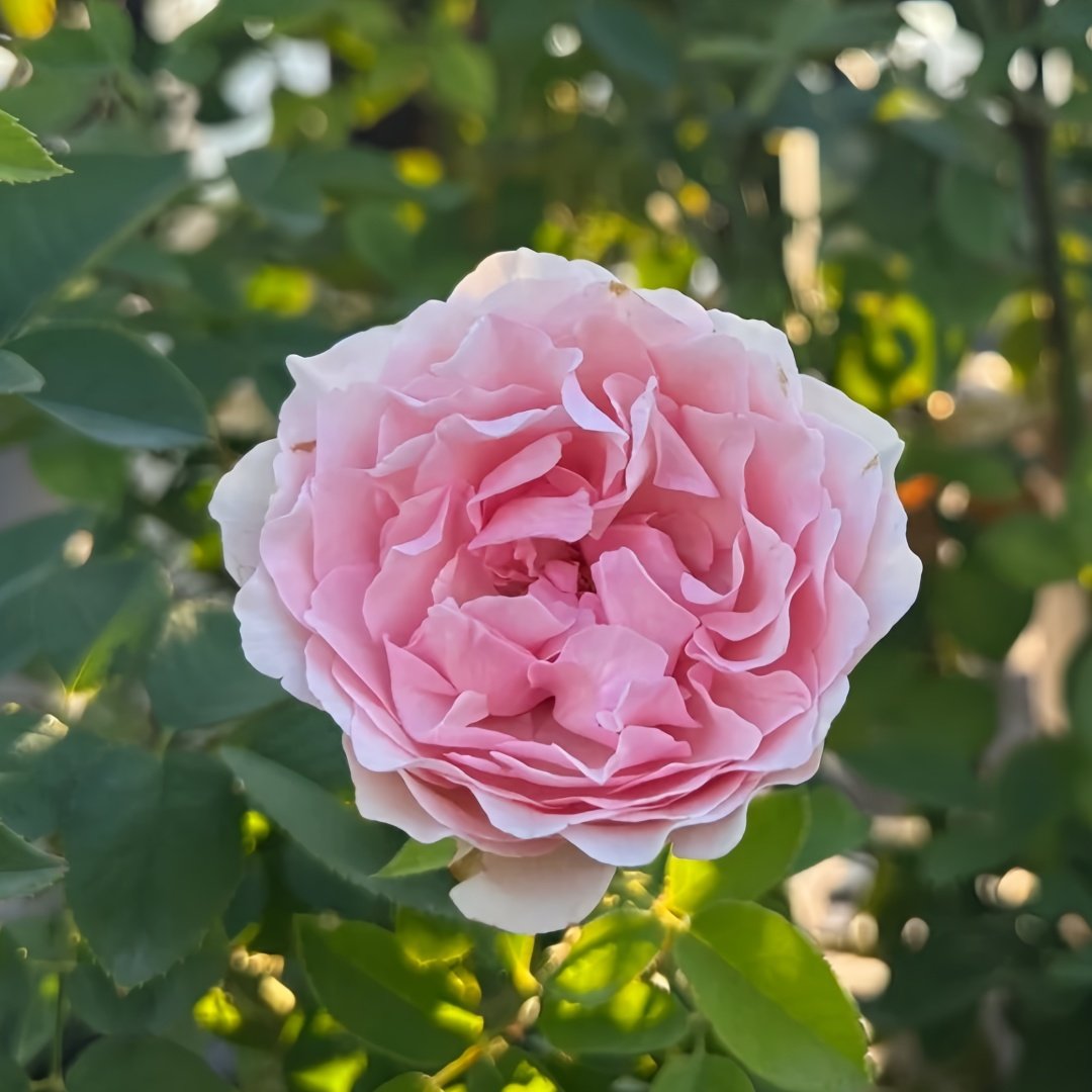 Violino Riche Rose Plant|风采小提琴 image 1
