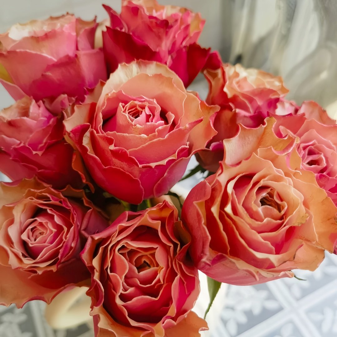 Belize Rose Plant｜伯利兹 image 8