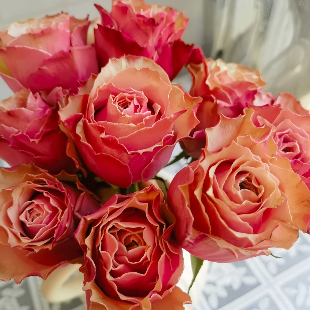 Belize Rose Plant｜伯利兹 image 8