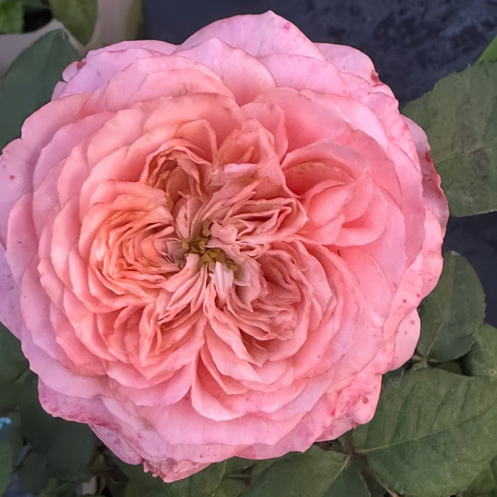 Harper Rose Plant｜竖琴师 image 4