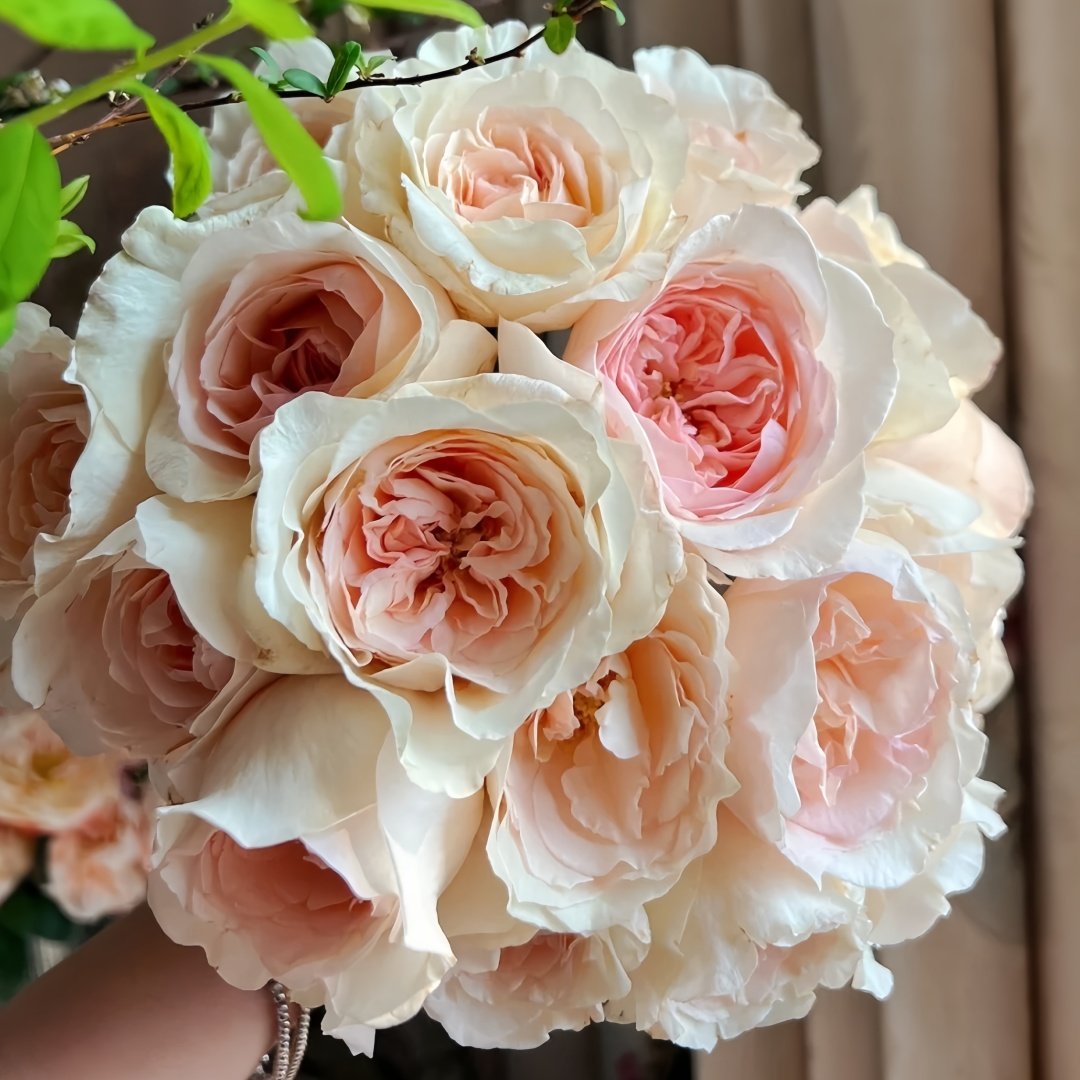 Fragrant Snow Rose Plant|香腮雪 image 7