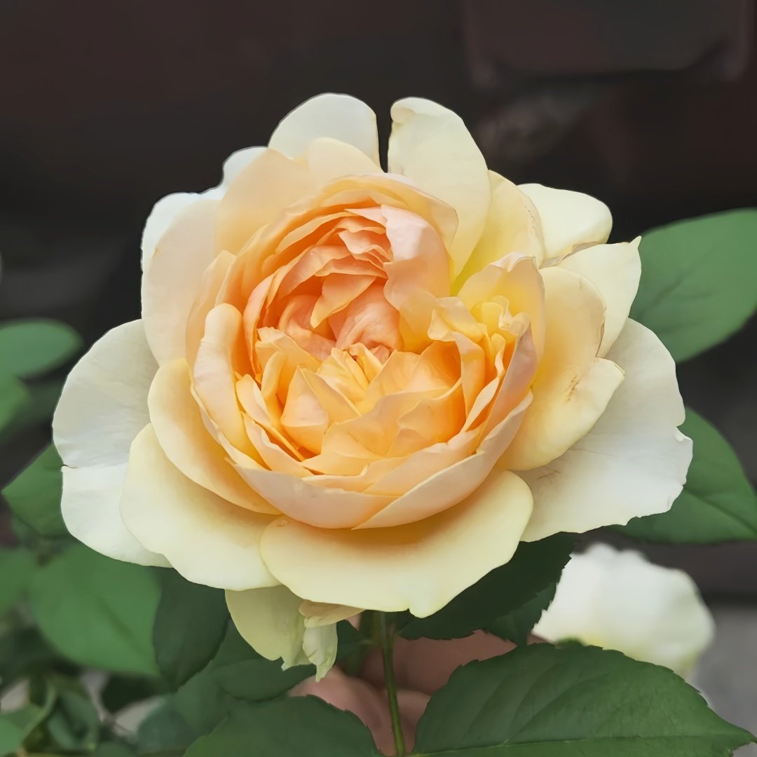 Apricot Cooler Rose Plant｜杏仁露 image 6