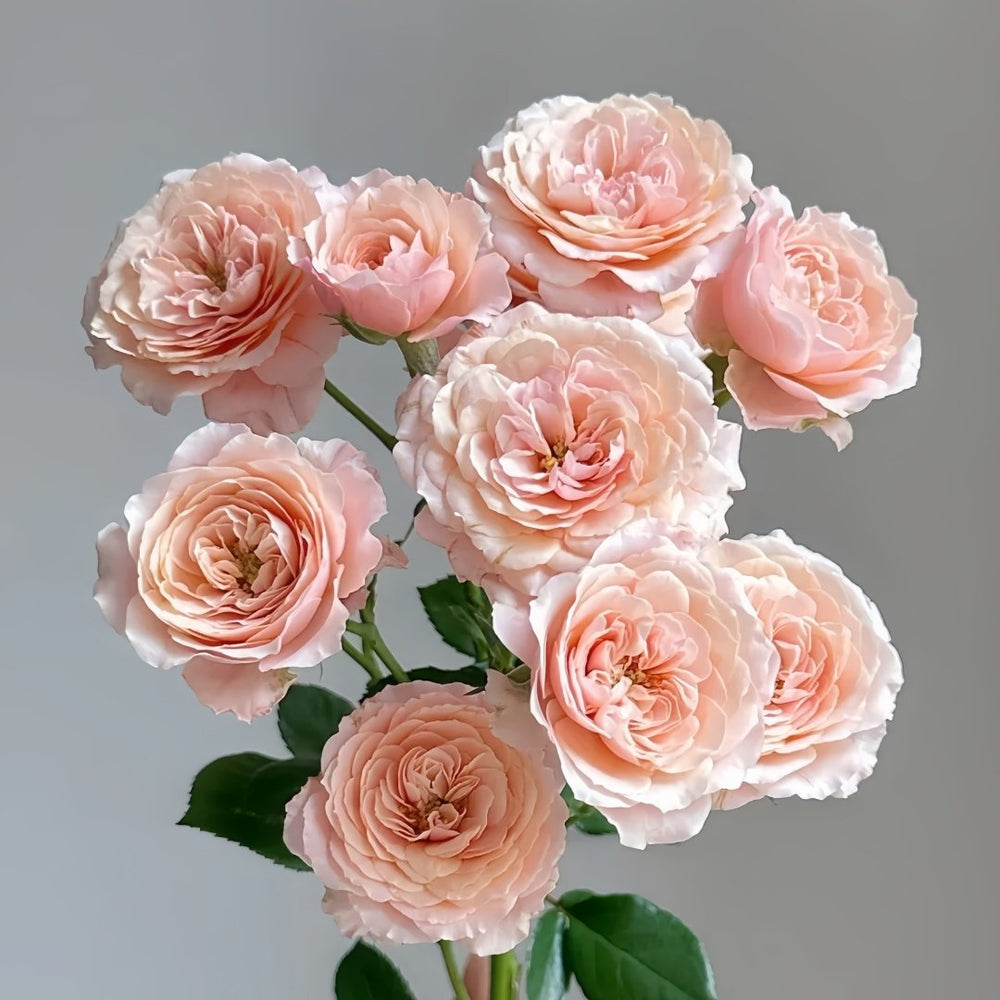 Lirica Rose Plant|丽丽卡 image 2