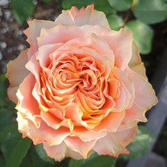 Living Coral Rose Plant |活力珊瑚 image 0