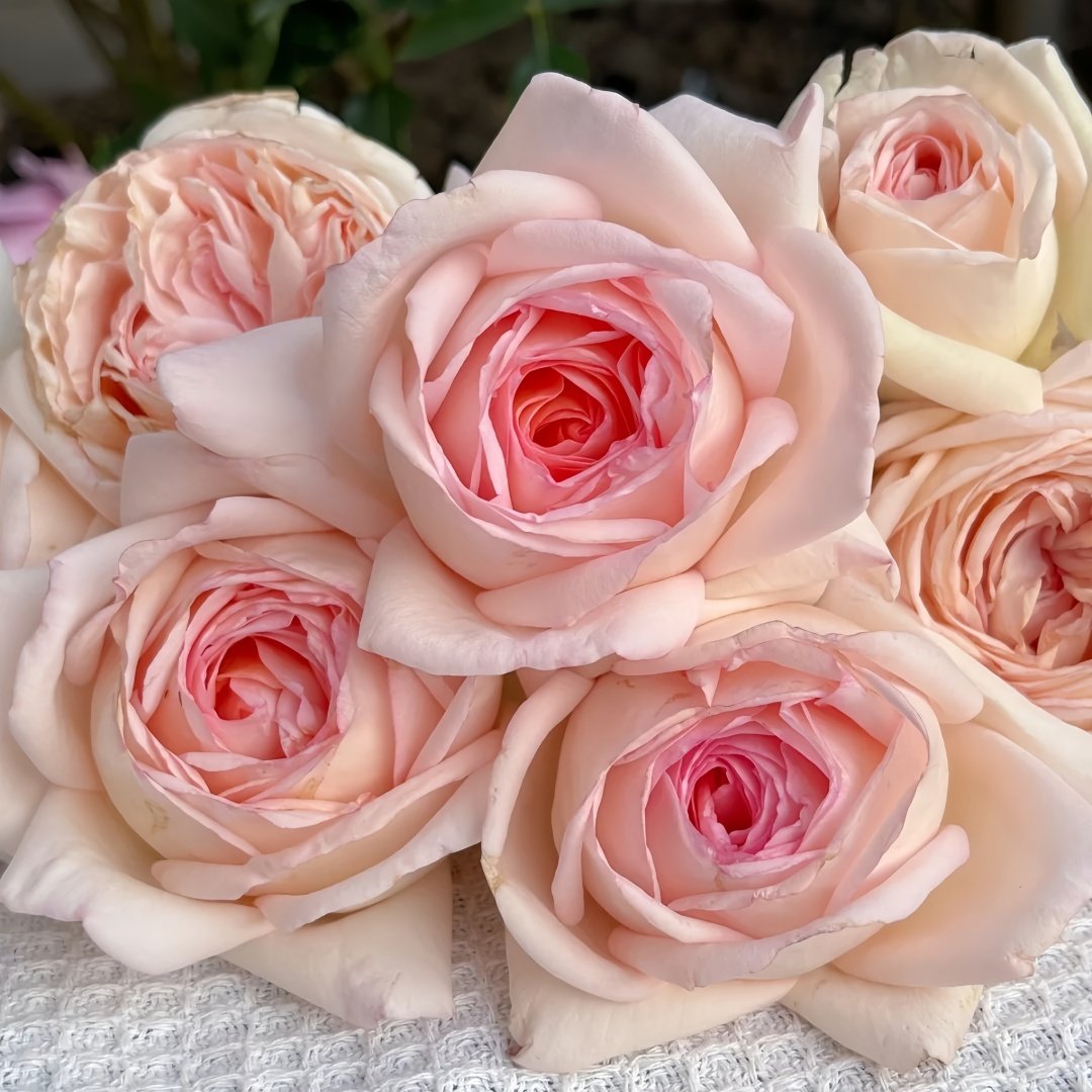 Gruaud Larose Rose Plant｜香槟美酒 image 9
