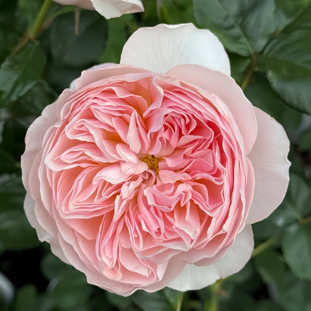 Youqing Rose Plant|有晴 image 3