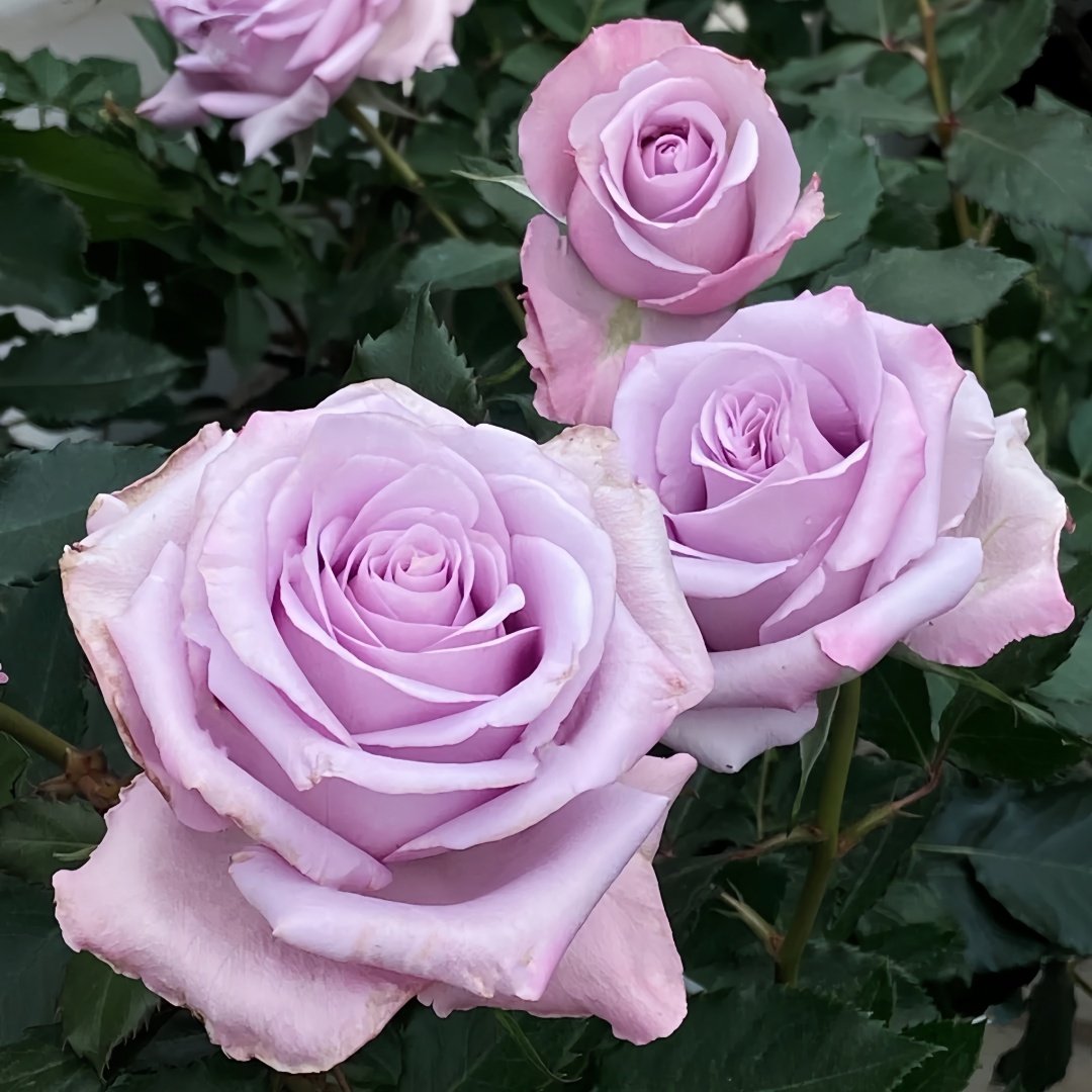 Ocean Song Rose Plant｜海洋之歌 image 4