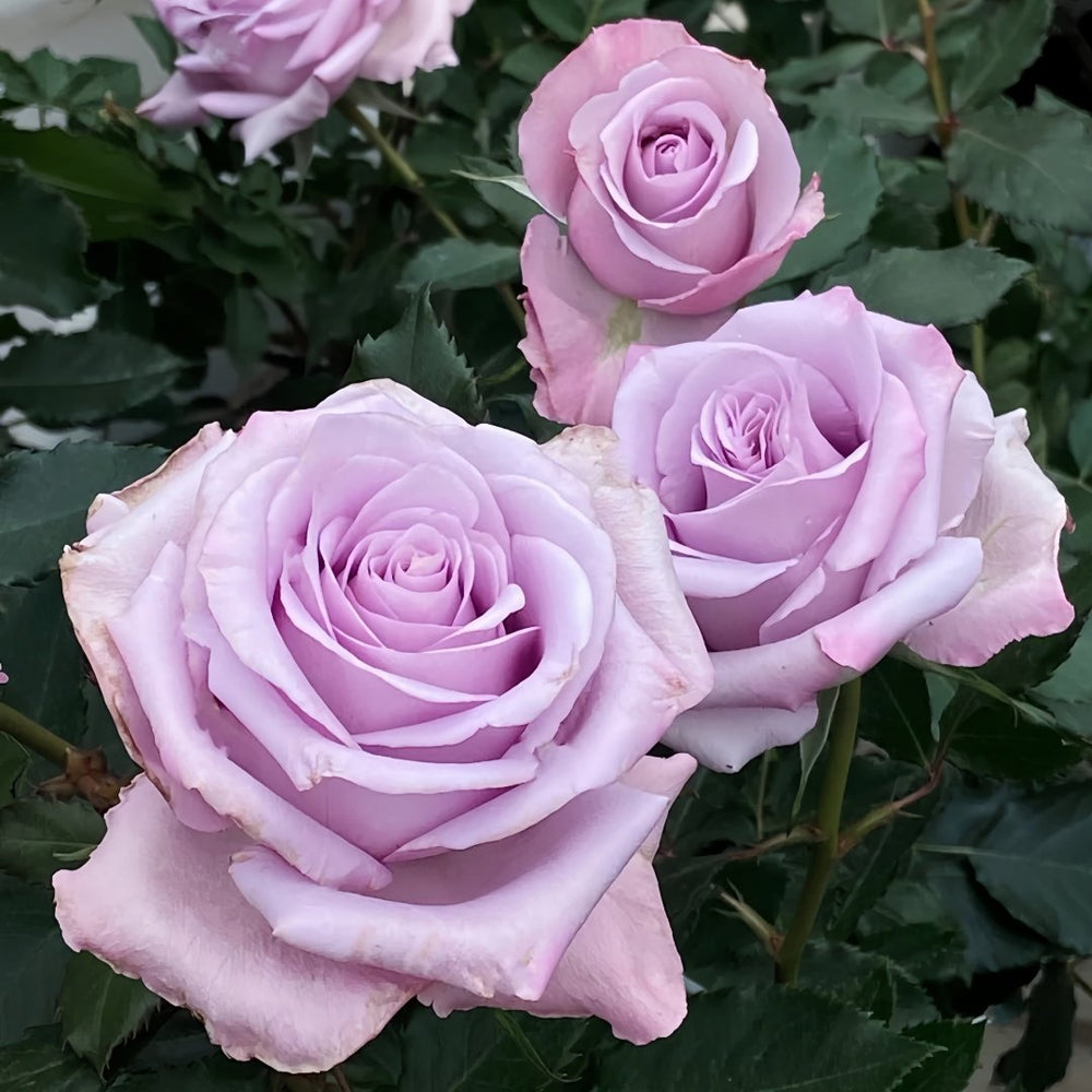 Ocean Song Rose Plant｜海洋之歌 image 4