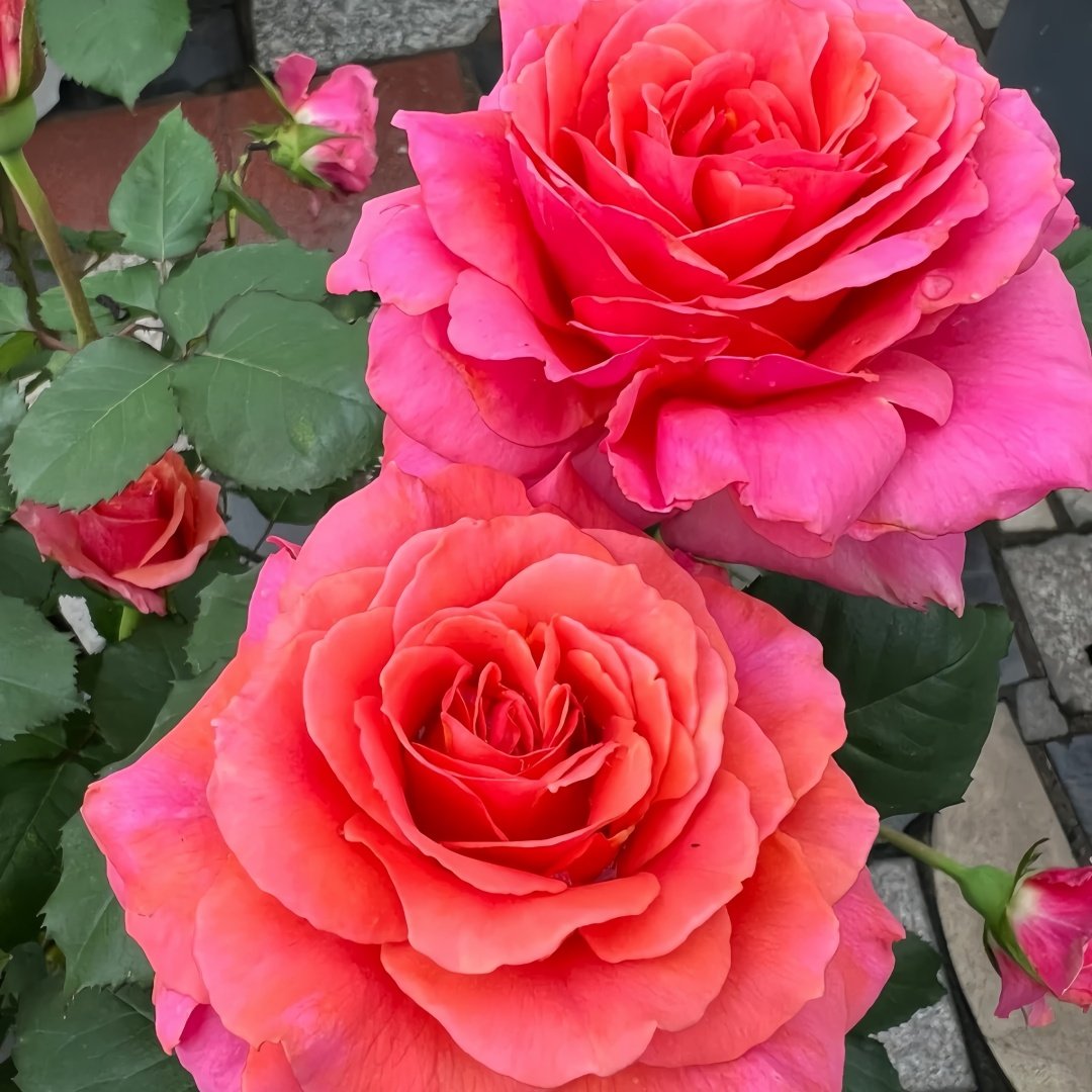 Briliant Rose Plant|辉煌 image 4