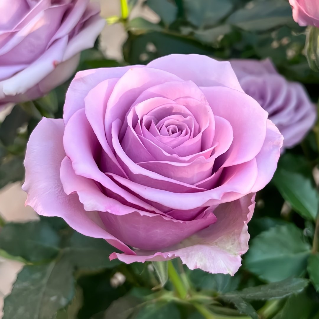 Nightingale Rose Plant｜紫霞仙子 image 3
