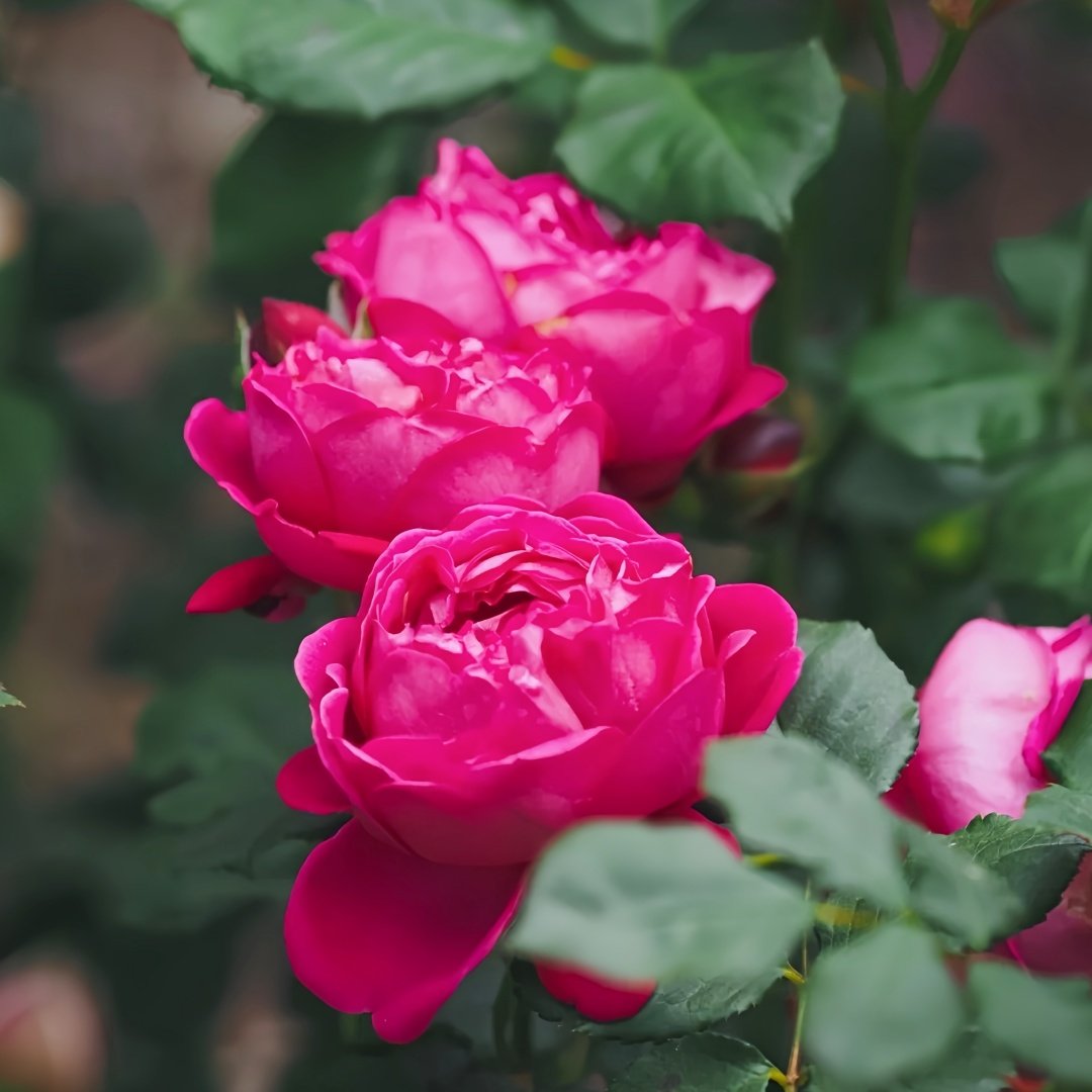 Cybelle Rose Plant｜熹蓓儿 image 2