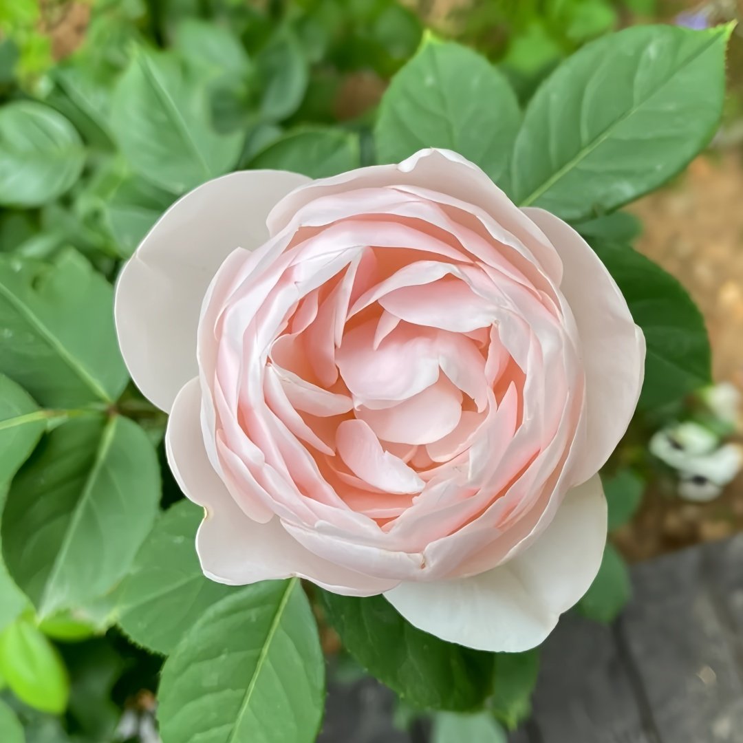 Vichy Rose Plant｜维希 image 5