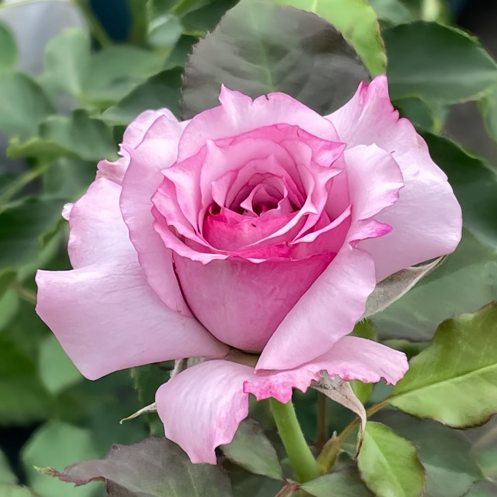 Windy Night Rose Plant|风之夜 image 4