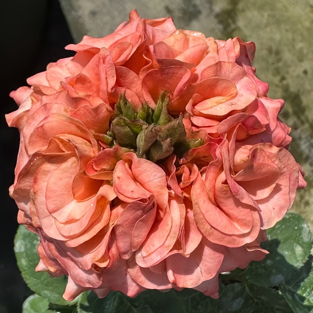 New Design Rose Plant|新设计 image 4