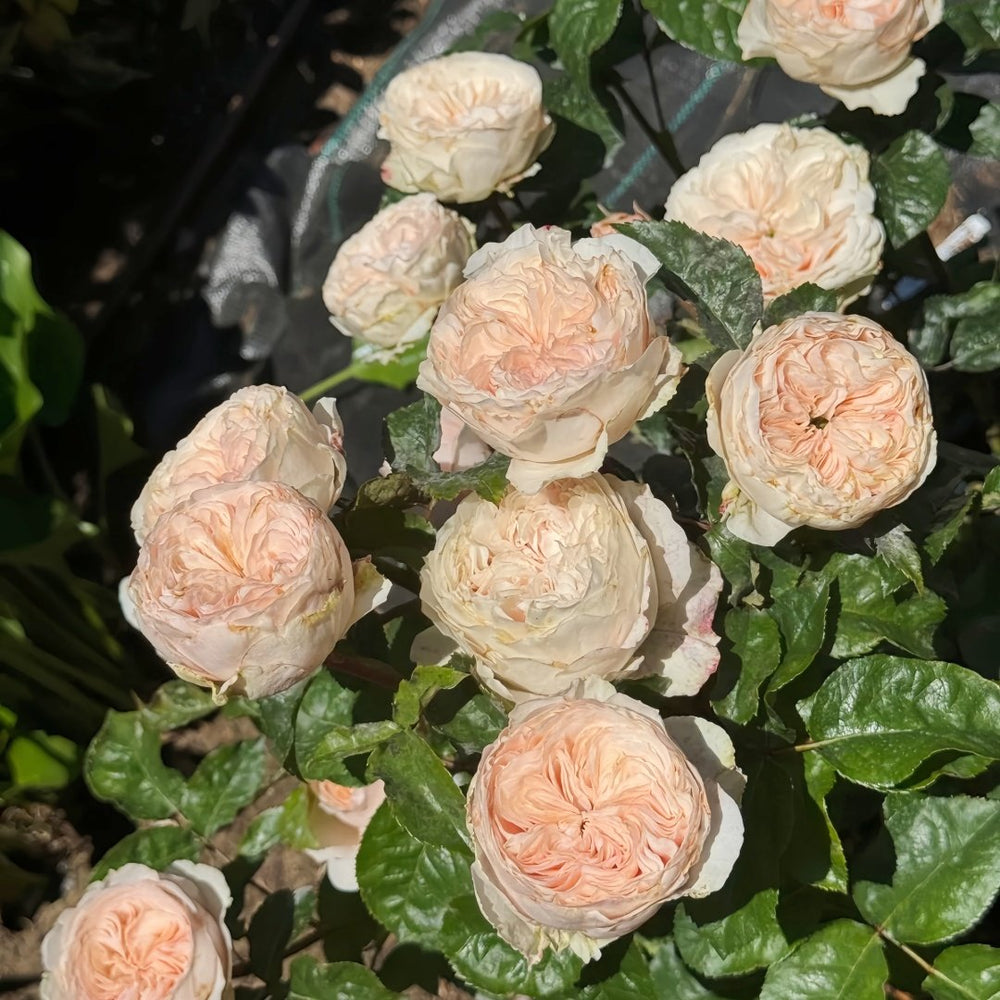 Paradise Beach Rose | 天堂海滩 image 9
