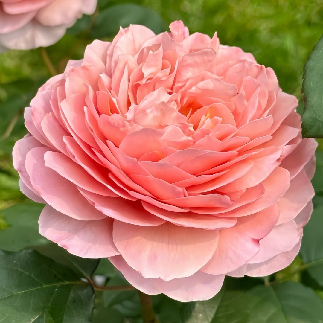 Eisvogel Rose Plant | 翠鸟 image 6