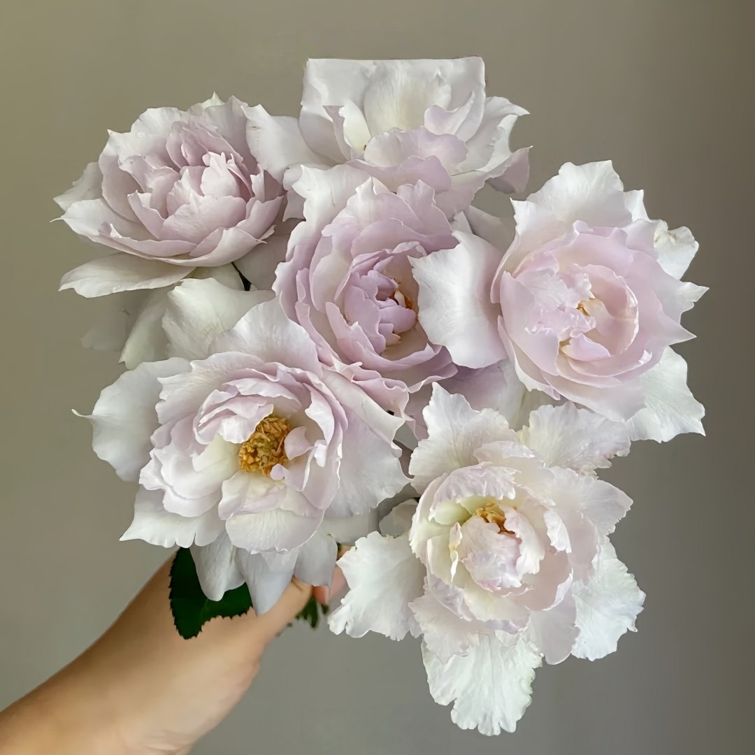 Saphiret Rose Plant | 莎菲天使 image 9