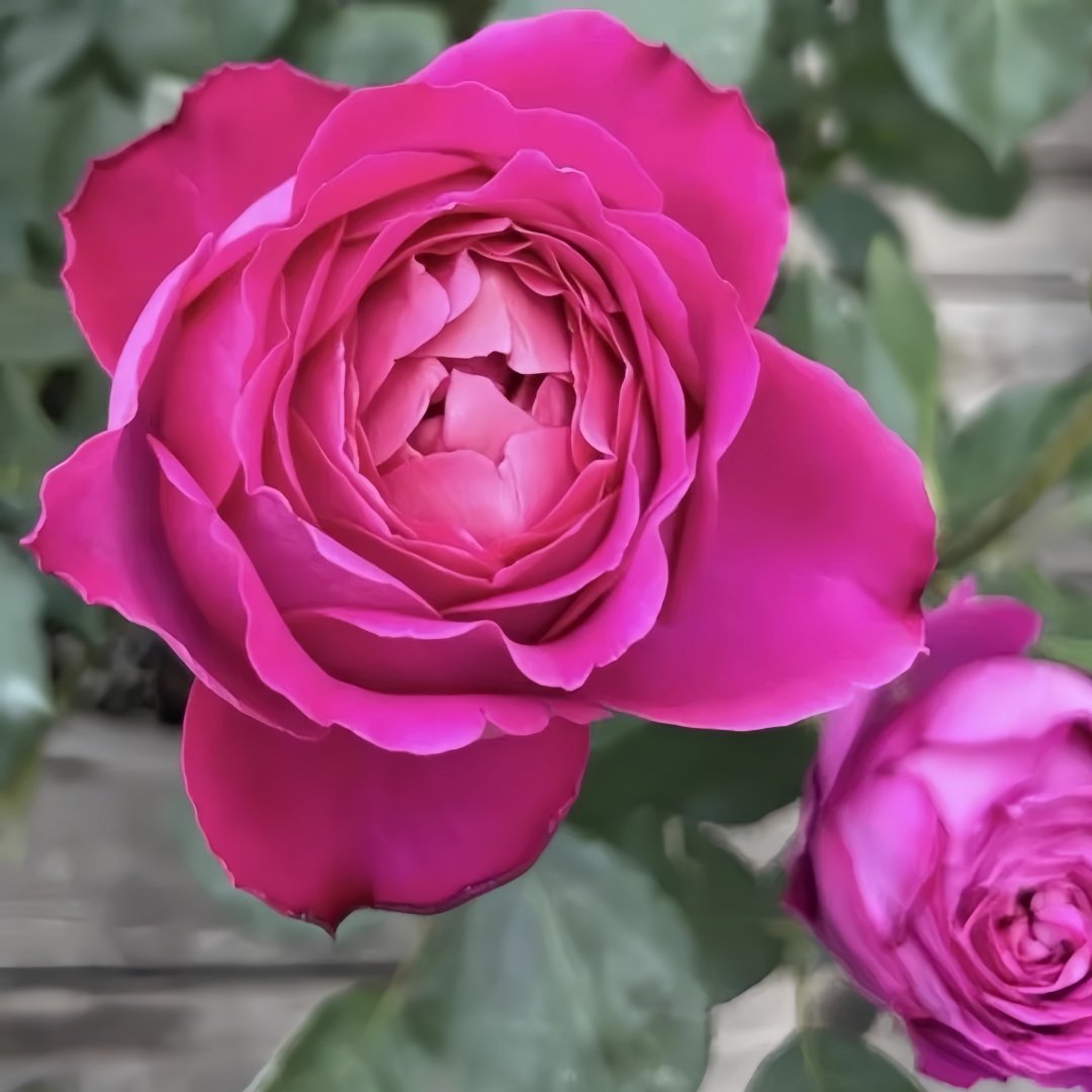 Scent Garden Rose Plant｜伊芙芳香花园 image 6