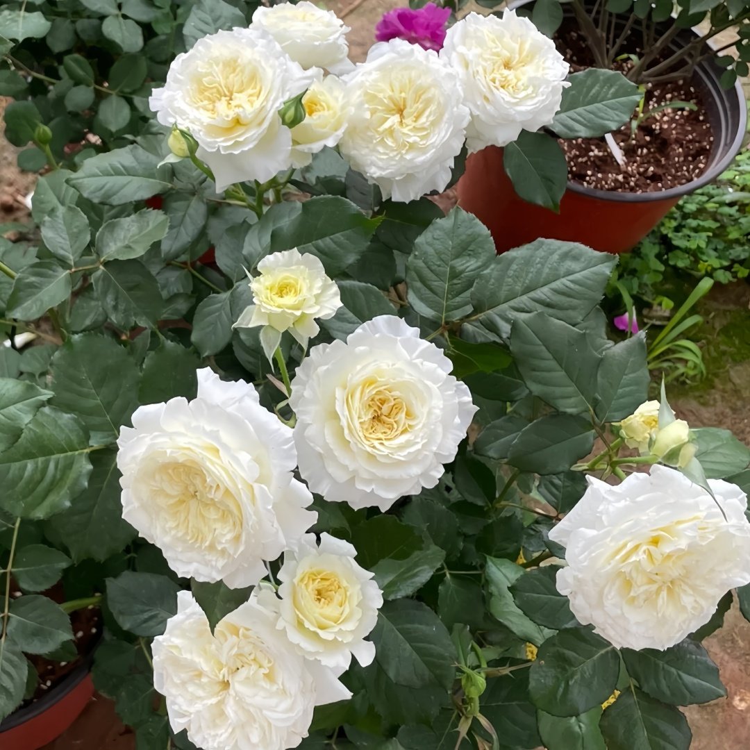 Patience Rose Plant｜耐心 image 8